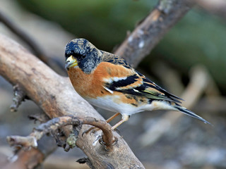 Brambling (Fringilla montifringilla)