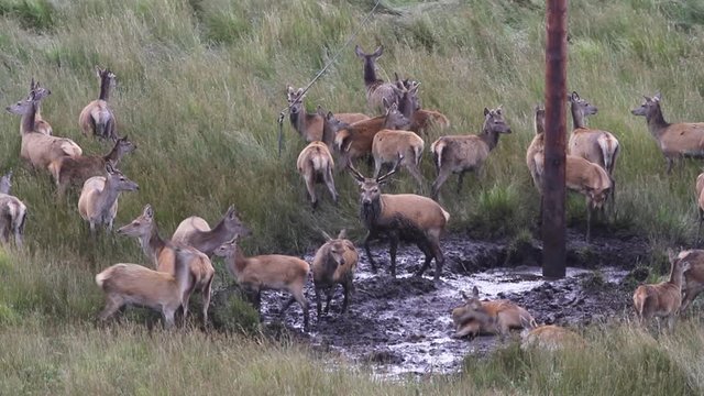 A magnificent Red Deer stag (Cervus elaphus) wallowing in muddy water with its hinds just before rutting season, in the highlands of Scotland.