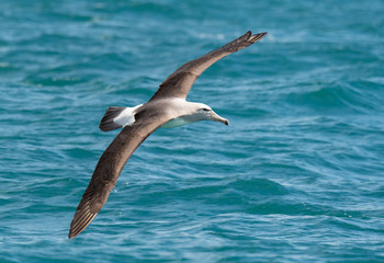 Fototapeta na wymiar A Salvin's Albatross Soaring Over the Ocean Off the Coast of Kaikoura New Zealand