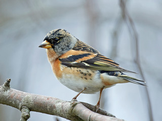 Brambling (Fringilla montifringilla)