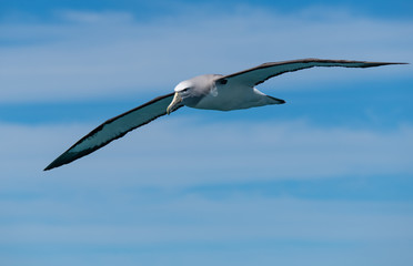 A Salvin's Albatross Soaring Off the Coast of Kaikoura New Zealand
