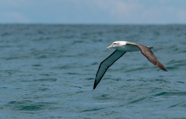 A Salvin's Albatross Soaring Near the Ocean Surface Off the Coast of Kaikoura New Zealand