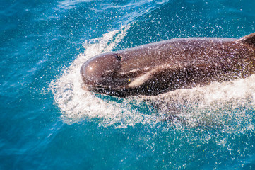 Close-up of a Long-Finned Pilot Whale -Globicephala melas- swimming in the South Atlantic Ocean, near the Falkland Islands