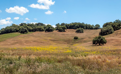 Fototapeta na wymiar Fields of Andalusia in Spain on a sunny day