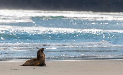 A Sea Lions Proudly Poses on His Beach