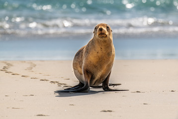 A Cute Sea Lion on the Beach Leaving its Tracks in the Sand