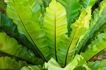 Bird's nest fern or asplenium nidus green foliage