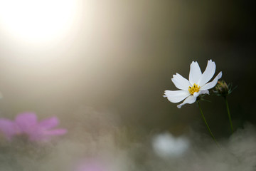 White cosmos flowers with blurred background in the garden.