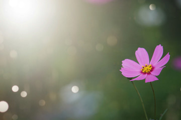 Colorful cosmos flowers with blurred background in the garden.