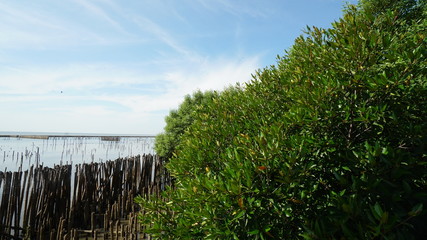 Fototapeta premium Mangrove tree Forest 