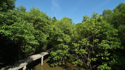 Mangrove tree forest 