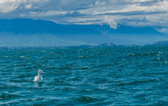 A Southern Royal Albatross Alone off the Coast of New Zealand