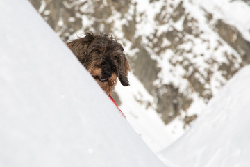 Cane bassotto sulla neve