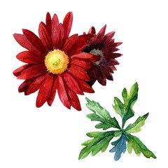 Chrysanthemums red with leaves painted in watercolor isolated on white background.