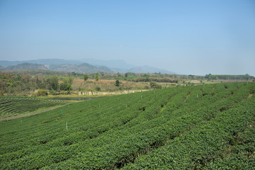 Fototapeta na wymiar View landscape of Choui Fong Tea plantations area of over 1,000 rais in Doi Mae Salong high Mountain in Maechan of Chiang Rai, Thailand