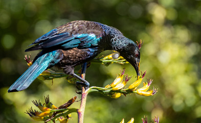 A Beautiful Tui Showing off its Iridescent Feathers While Eating