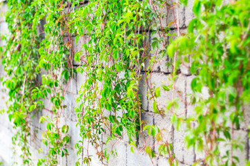 Green Vines of Ivy, or Parthenocissus Quinquefolia, Virginia or Victoria Creeper on a Gray Cinder Block Wall on a Summer Day.