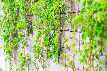 Green Vines of Ivy, or Parthenocissus Quinquefolia, Virginia or Victoria Creeper on a Gray Cinder...