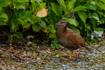 A Western Weka at the Forest Edge on New Zealand's South Island