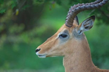 impala in Kruger safari park