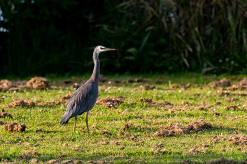 A White-faced Heron in a Grassy Meadow on a Beautiful Morning