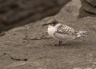 A White-fronted Tern Chick Waiting on Parents to Bring Food