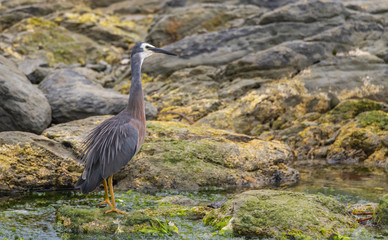 A White-faced Heron with Ruffled Feathers Hunting for Food on the Rocky Coast near Kaikoura New Zealand
