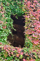 Ivy growing on the side of an old abandoned house