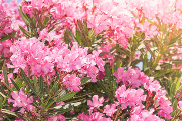 Beautiful bush with pink flowers growing in summer under sunlight.
