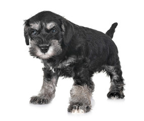 puppy miniature schnauzer