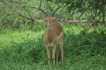 impala in Kruger safari park