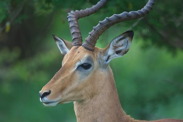 impala in Kruger safari park