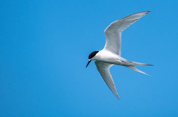 Naklejka premium White-fronted Tern in Flight Close Up
