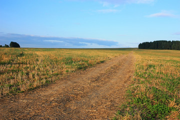 Fototapeta na wymiar Country dirt road in the field