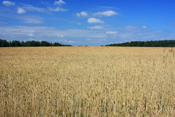 Naklejka premium Wheat Ears Field