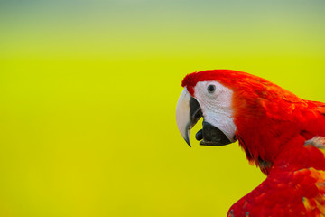 Closeup scarlet macaw