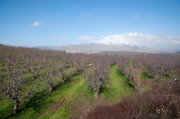 Fototapeta na wymiar Mount Hermon, upper Galilee, Israel