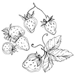 Vector Strawberry fruits. Black and white engraved ink art. Isolated strawberry illustration element.