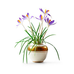 Crocus spring flowers in vase