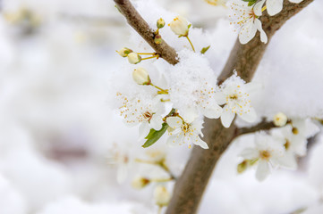 Snow on early spring blossom