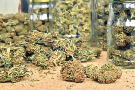 Trimmed cannabis buds, stored in a glass jars