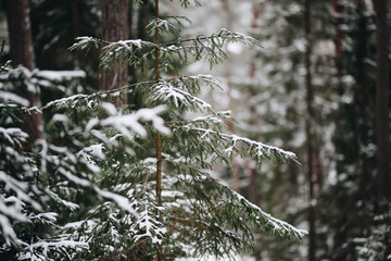 snow covered pine tree