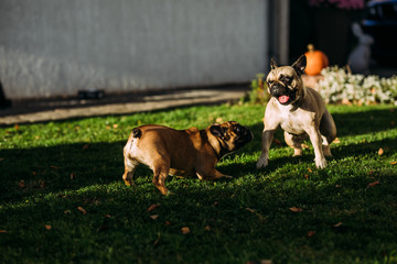 Two goofy french bulldogs playing