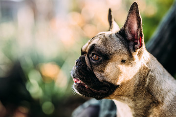 Portrait of a beautiful french bulldog