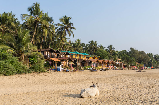 Cow Chilling on the agonda beach in front of a row of beach huts on Agonda Beach, Goa, India