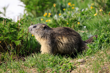 marmotta nel parco nazionale del Gran Paradiso