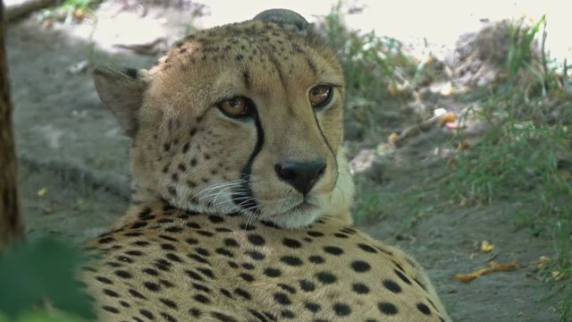 Lying jaguar closeup portrait
