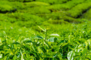 Tea plantation field on mountain of Cameron highland