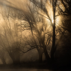 Controluce nella foresta con nebbia