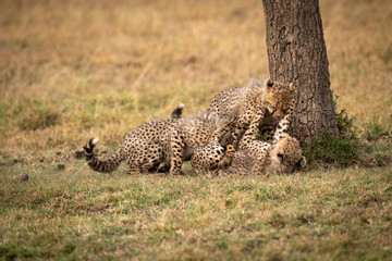 Three cheetah cubs wrestling by tree trunk